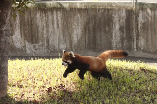 レッサーパンダ