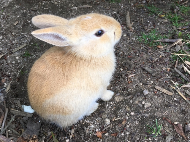 ウサギ