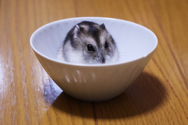 ハムスター